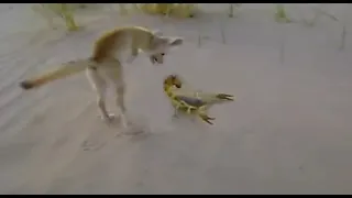 Fennec Fox hunting strategy VS Scorpion | Just Natura