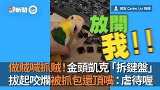 金頭凱克鸚鵡拆電腦鍵盤 拔起咬爛被抓包還頂嘴：虐待喔｜寵物鳥｜搞破壞