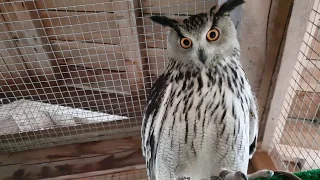 Eagle-owl Varya is hooting again! And how!