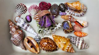 Finding Big Hermit crabs and Strange Hermit crabs on the Beach, Conch and Snails, Clams, Sea Crab
