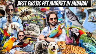 Exotic Pet Market in Mumbai | Animals | Birds Cats &  More | Crawford Market Mumbai