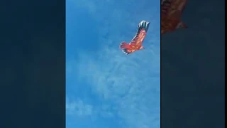 Воздушный змей Орел Сокол в полете