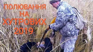 Полювання на лиса 2019-2020