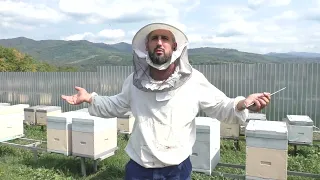 Відповіді на запитання про слабкі бджолосім'ї