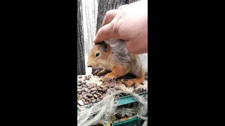 Показываю как надо гладить белку / I show you how to stroke a squirrel