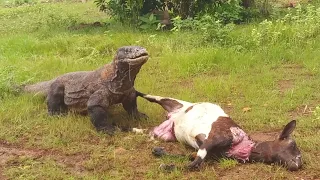 the ferocity of the Komodo dragon that makes the big goat fall