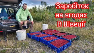 Як потрібно збирати ягоди в Швеції щоб добре заробити