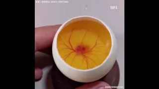 Развитие зародыша в яйце