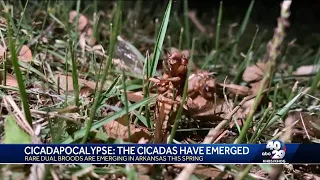 Cicadas are out in Arkansas