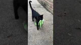 Cat Burglar Steals From Neighbors