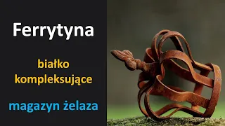 Ferrytyna - forma magazynowania żelaza