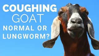 Coughing Goat: Good or Bad Cough? Serious or Nothing at all? Goat Cold | Lungworms in Goats | Cud