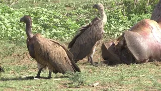 Dead Hippo’s hide is too tough, so Vultures fight over the soft parts.