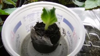 how to propagate african violets from leaf cuttings, how to grow african violets from leaf cuttings