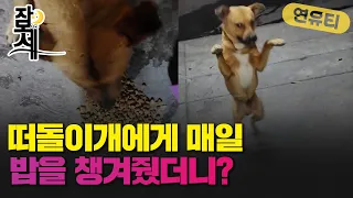 [잠못세] 떠돌이 개에게 매일 밥을 챙겨줬더니..이렇게 귀여울 수가