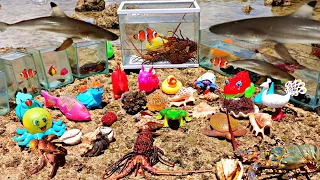 Find real sharks, large hermit crabs, ornamental fish, nemo fish, lobsters, crabs, snails