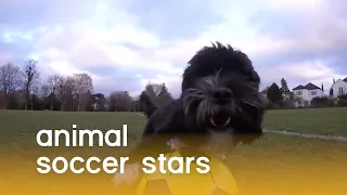 Soccer Stars of the Animal Kingdom | The Pet Collective