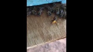 bee vs wasp