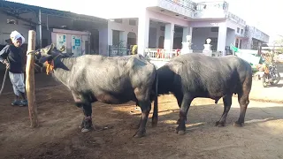 successful full hot buffelo meeting new latest 2021 and cow mating Elephantmating Haryana murra Pada