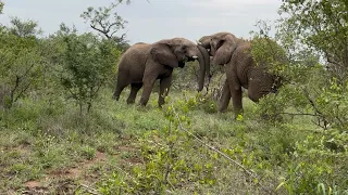 Elephant Bulls Zindoga and Mambo Cause a Commotion in the Bush