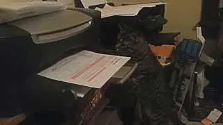 Cat vs. Printing Paper ... Very Funny !!