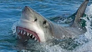 Are Sharks Dangerous To Humans: Shark Species | Shark Video