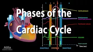 The Cardiac Cycle, Animation