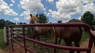Sabre gets some pasture time