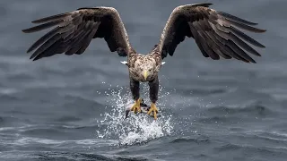 An osprey Fishing in Spectacular Super Slow Motion | Highland -Scotland'S Wild #viral #animals