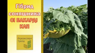 Соняшник СІ Бакарді КЛП 🌻, опис гібриду 🌻 - насіння в Україні