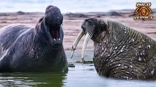 Elephant Seal Vs Walrus - The Final Verdict #shorts