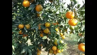 Agrumes en Algérie. comment on taille les nouvelles plantation d'agrumes 1