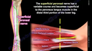 Superficial Peroneal Nerve Anatomy - Everything You Need To Know - Dr. Nabil Ebraheim