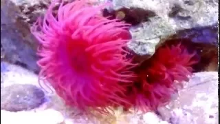 Mediterranean Anemone - Beadlet Anemone, Actinia equina