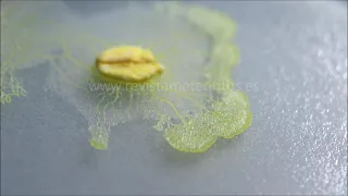 The Blob, Physarum polycephalum. 2º Time lapse.