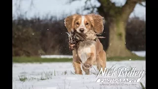 Pheasant Shooting - Working A Young Cocker Spaniel in the Beating Line