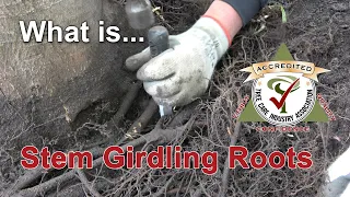 What is stem girdling roots