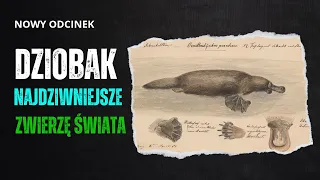 Dziobak - ciekawostki  - fenomen wśród zwierząt