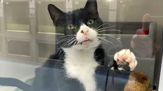 I visited the national cat ADOPTION center!