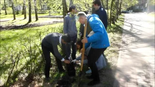 посадка рябин в Школьном сквере Сормовского района