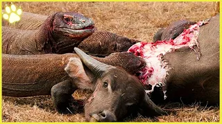 Top 15 Vicious Moments Displaying The Wrath Of The Komodo Dragon