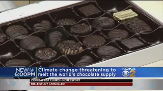 Scientists Say Chocolate May Be Extinct By 2050