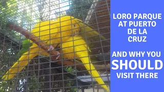 Internet finally fixed! Loro Parque at northern Tenerife and why YOU SHOULD VISIT there