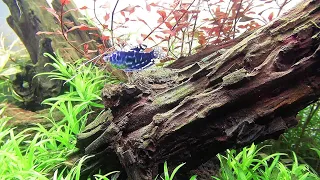 60CM PLANTED AQUARIUM SETUP - Simple Aquascape Setup Step by Step Tutorial