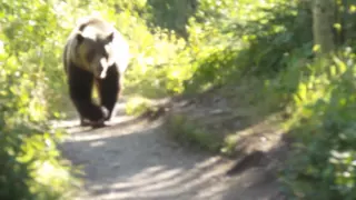 Grizzly Bear Encounter Aug 2016 Montana Glacier National Park