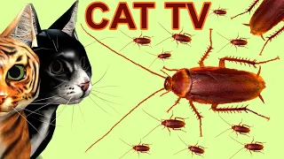 Cat Games - Cockroach Hunting Catching For Cats To Enjoy - 8 Hours Best Game For Cats