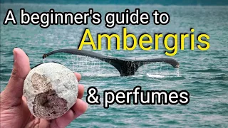 Ambergris in perfumes | A Beginner's Guide