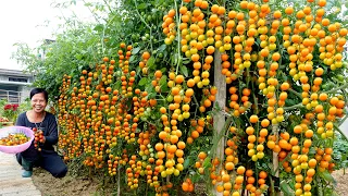 Why Didn't I Know These Ways Earlier, Grow Tomatoes All Year Round And Lots Of Fruit