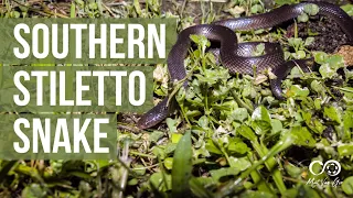 Southern Stiletto Snake (Atractaspis bibronii) | Herping South Africa
