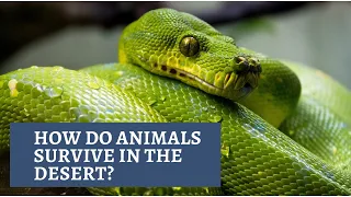 How Do Animals Survive In The Desert?